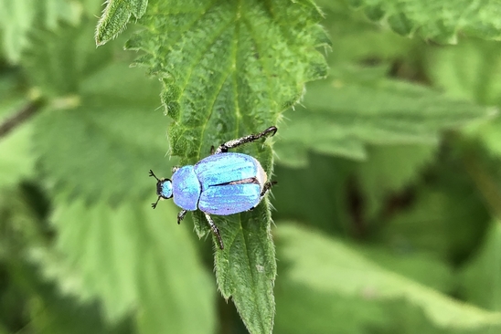 Cetoine sur une feuille