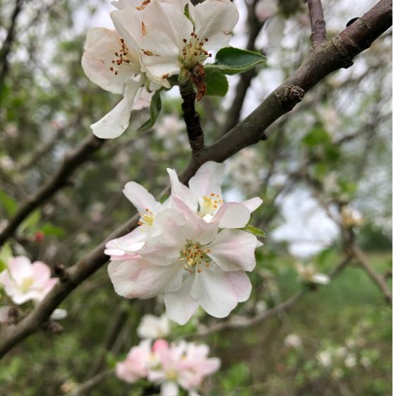 Fleurs d'arbre fruitier