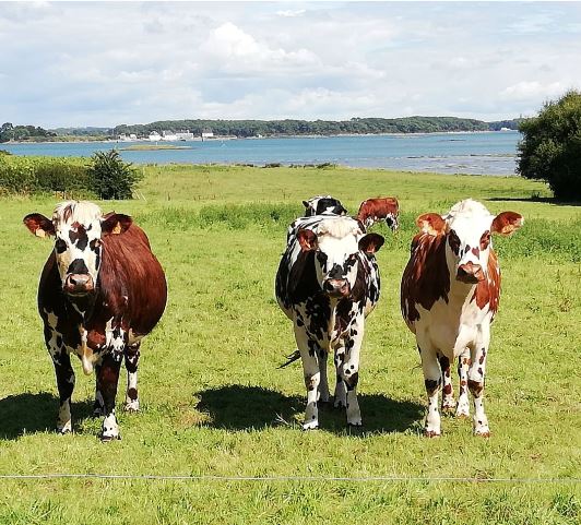 Vaches dans un champs